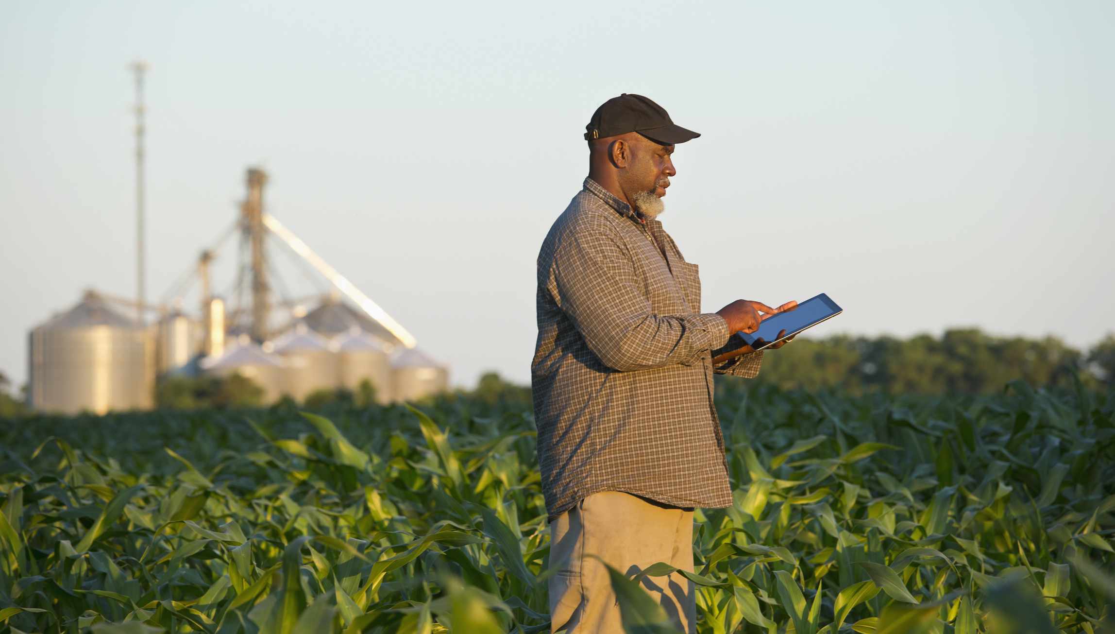 jordbrukare med digital tablet i gröda fält