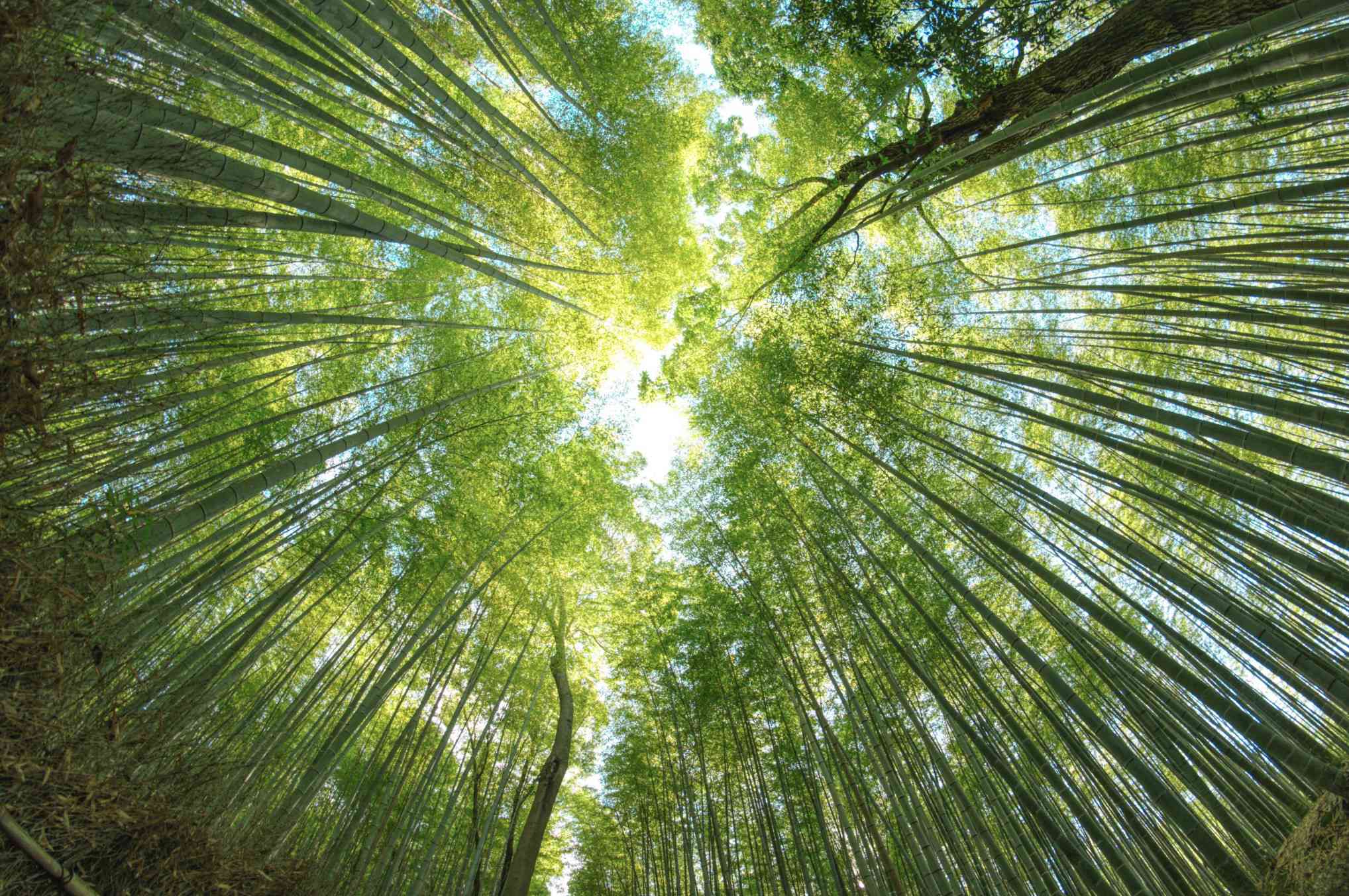 En fotograferad bambuskog som ser rakt upp genom en fisheye-lins.