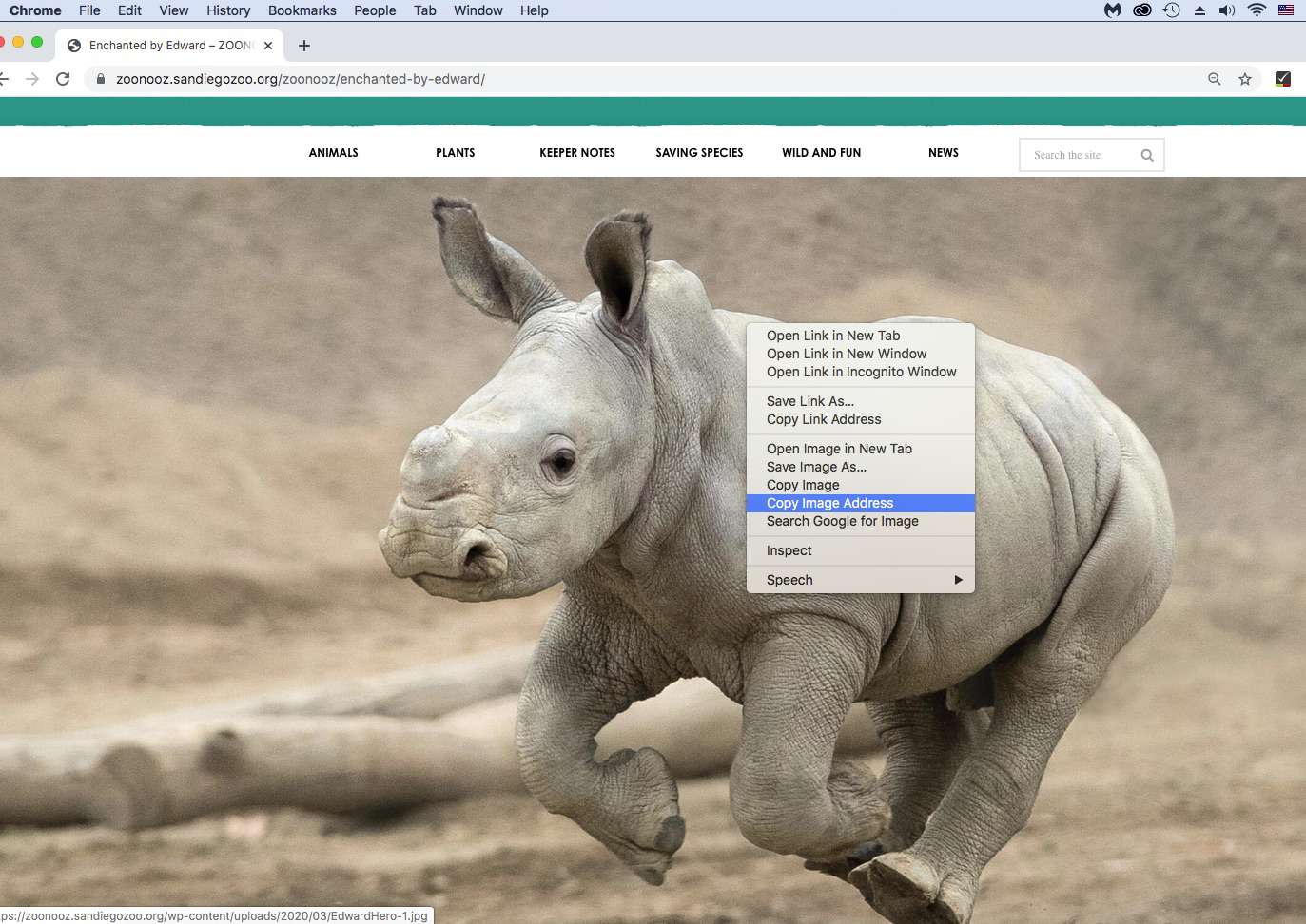 Skärmdump för kopiering av bildadress i Chrome