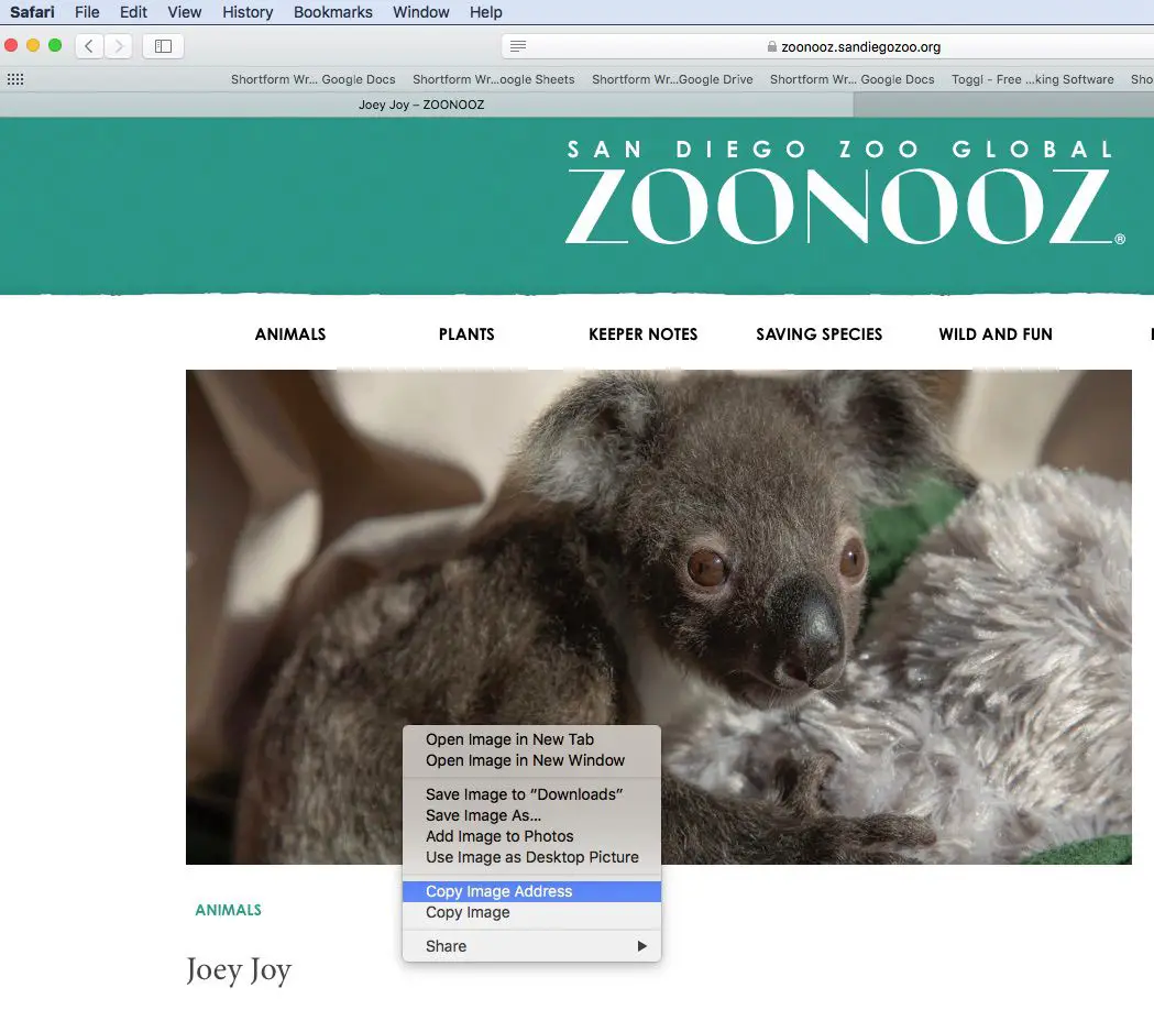 Skärmdump för att kopiera en bildadress i Safari