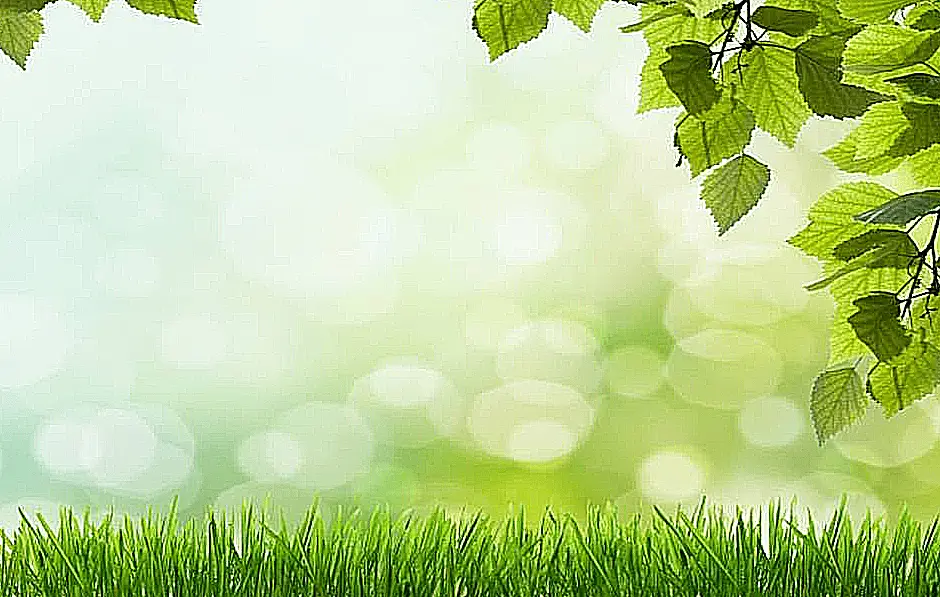 Gratis grönt gräs och lämnar PowerPoint-bakgrund från PPTback.com