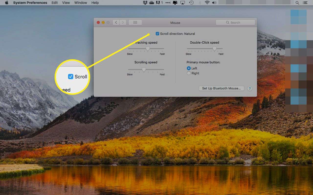 Musinställningar på en Mac med rutan bredvid "Scroll Direction: Natural" markerad