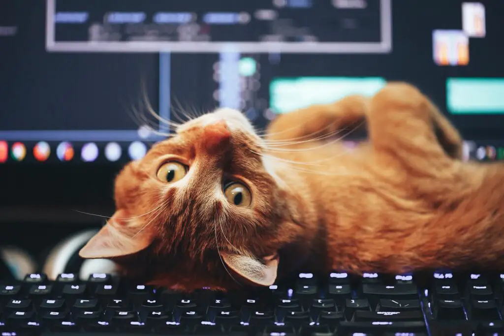 Hur man använder Linux Cat Command 1 GettyImages 670341960 5c91401b46e0fb000155592f