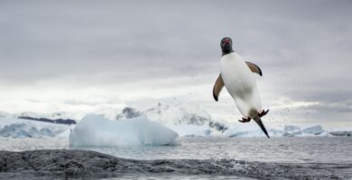 gentoo penguin cuverville island antarctica 453588343 5b49b2ab46e0fb005b7288b6