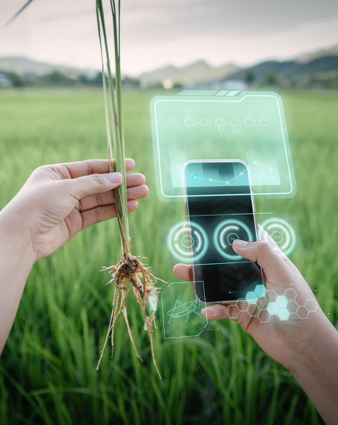 Gårdsarbetare använder smart telefon med virtuell verklighet artificiell intelligens (AI) för att analysera växtsjukdomar