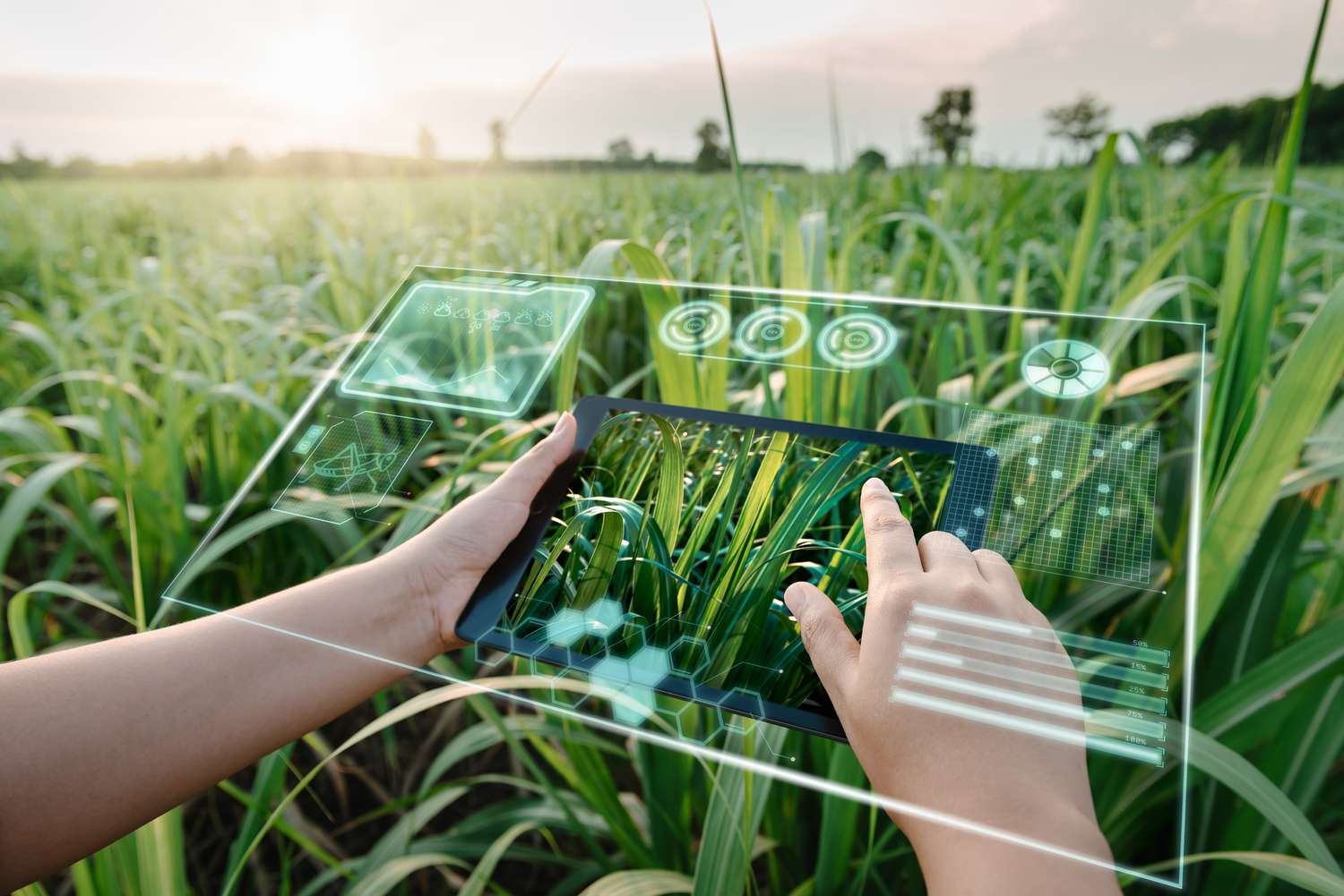 Någon som använder en virtuell verklighetssurfplatta i ett odlingsfält för att hantera grödan.